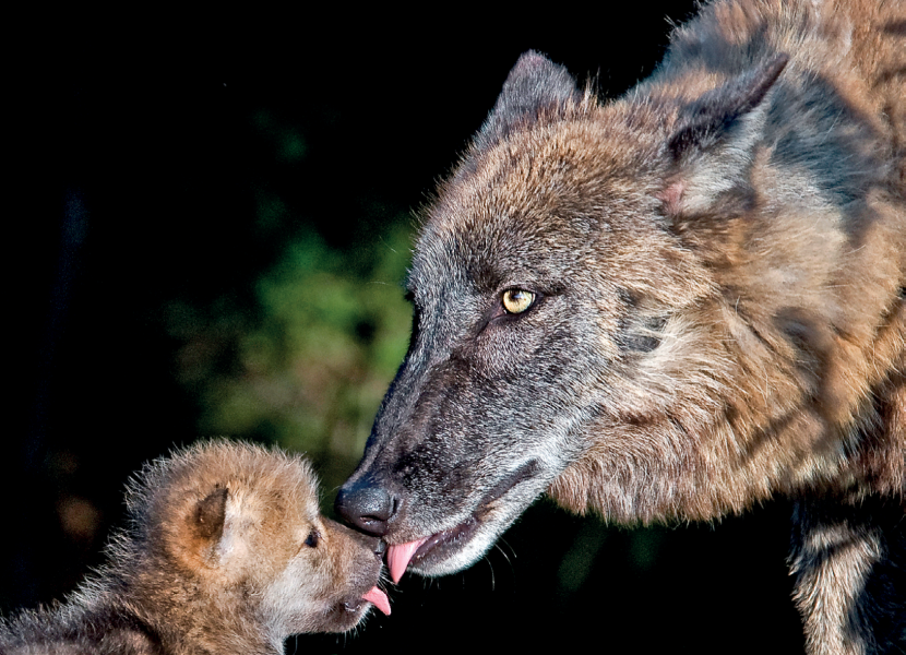 Дневник волка. Daddy Wolf and Puppy. Daddy_Wolf_13 Video.