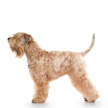 Irish Soft Coated Wheaten Terrier