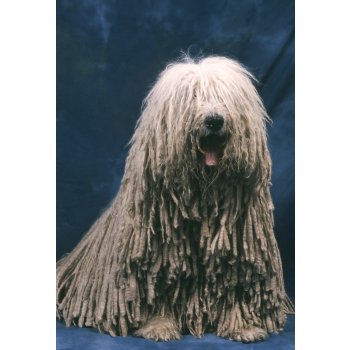 Komondor