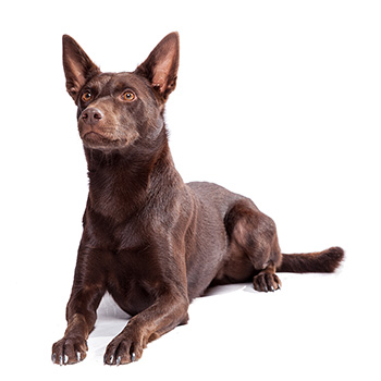 Australská kelpie