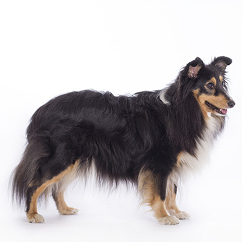 Sheltie (Šeltie)