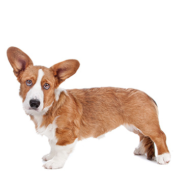 Welsh Corgi Cardigan