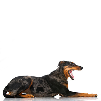 Beauceron (Beaucký ovčák)