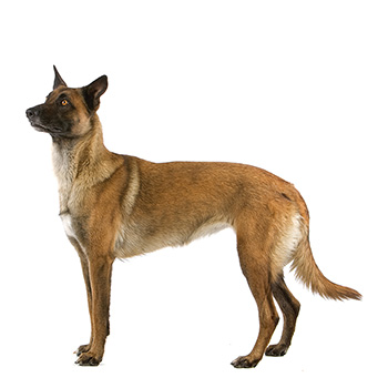 Belgický ovčák - Malinois