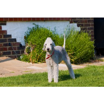 Bedlington teriér