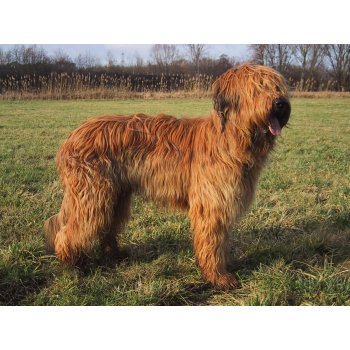 Briard