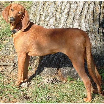 Redbone Coonhound (Redboneův mývalí pes)