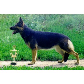 moskevský strážní pes delka zivota sa prevodom