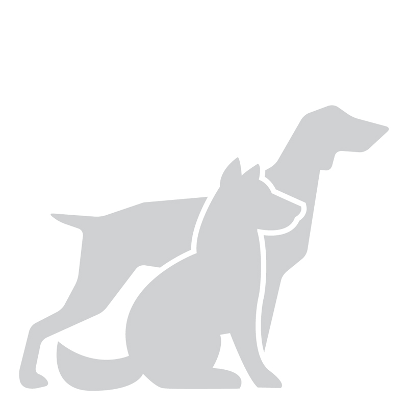 Norský losí pes šedý